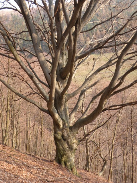 camoscio al monte generoso, svizzera